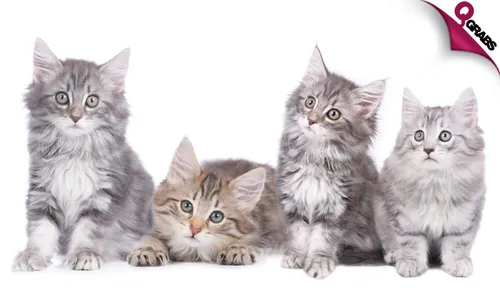 Cat & Kitten Care Accredited Online Course!
